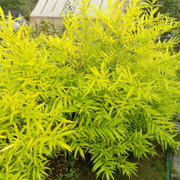 Ива сахалинская Голден Саншайн (Golden Sunshine) купить с доставкой