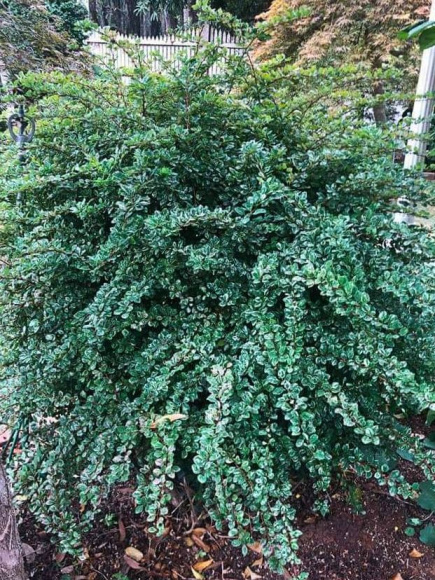 Барбарис Сильвер Бьюти (Silver Beauty) купить с доставкой