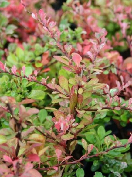 Барбарис Сильвер Бьюти (Silver Beauty) купить с доставкой