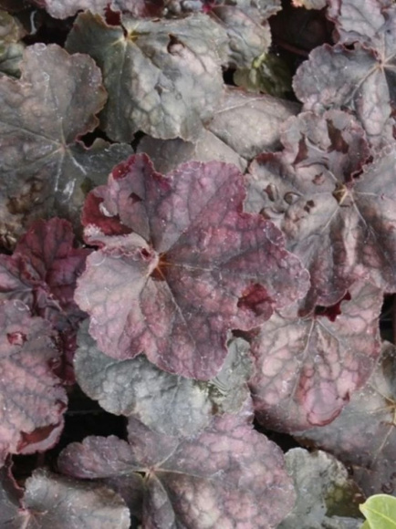 Гейхера Магнум (Magnum) купить с доставкой