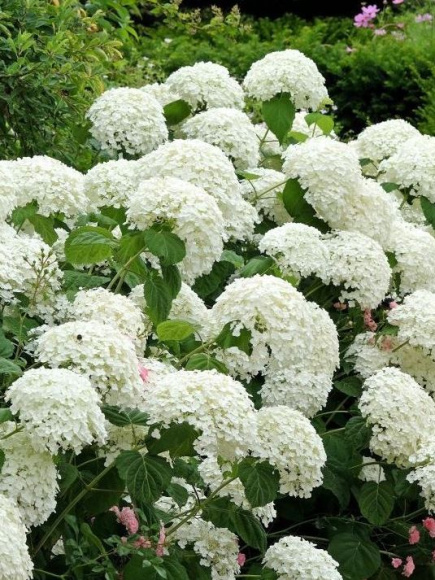 Гортензия Стронг Аннабель (Strong Annabelle) древовидная купить с доставкой