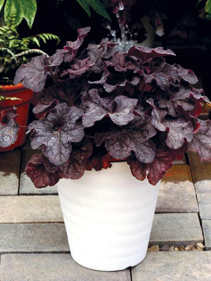 Гейхера Гранд Блэк (Grande Black) купить с доставкой