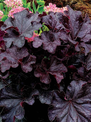 Гейхера Гранд Блэк (Grande Black)