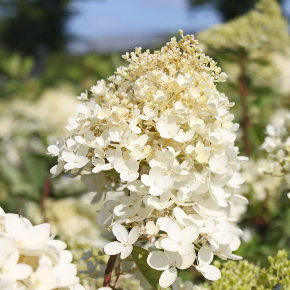 Гортензия Грандифлора (Grandiflora) метельчатая купить с доставкой