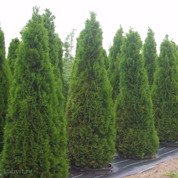 Туя Смарагд (Smaragd) купить с доставкой