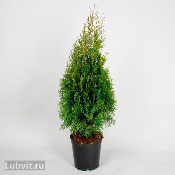 Туя Смарагд (Smaragd) купить с доставкой