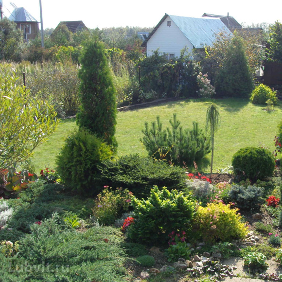 Туя Смарагд (Smaragd) купить с доставкой