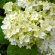 Гортензия Стерилис (Sterilis) древовидная купить с доставкой