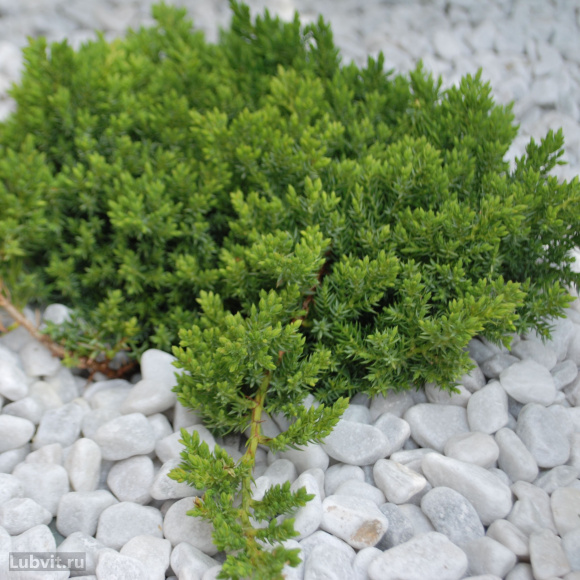 Можжевельник Нана (Nana) купить с доставкой