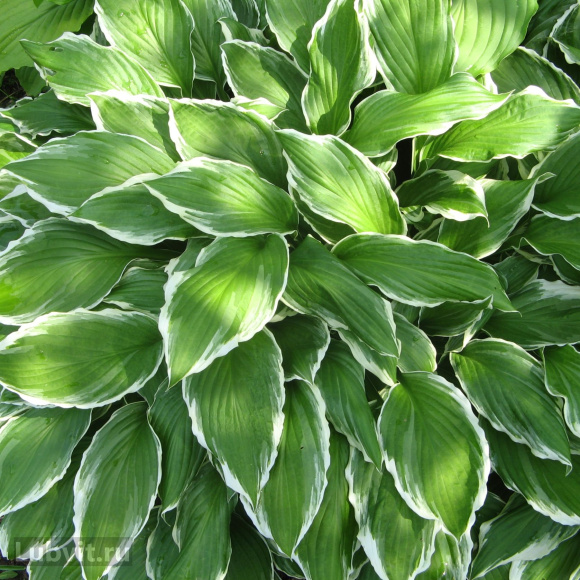 Хоста Вайт Он (White On) [L] купить с доставкой