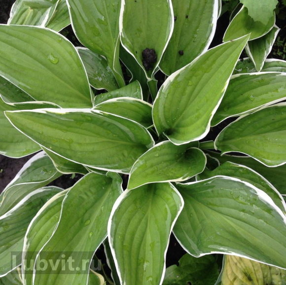 Хоста Вайт Он (White On) [L] купить с доставкой