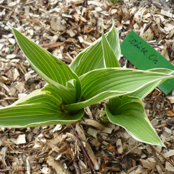 Хоста Вайт Он (White On) [L] купить с доставкой