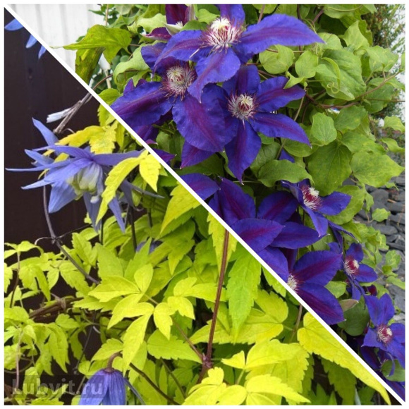 Клематис Стольвийк Голд (Stolwijk Gold) купить с доставкой