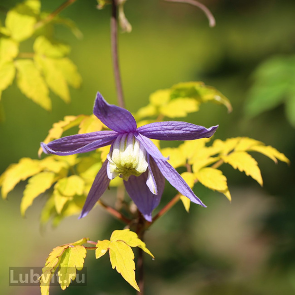 Клематис Стольвийк Голд (Stolwijk Gold) купить с доставкой