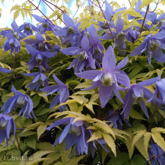 Клематис Стольвийк Голд (Stolwijk Gold) купить с доставкой