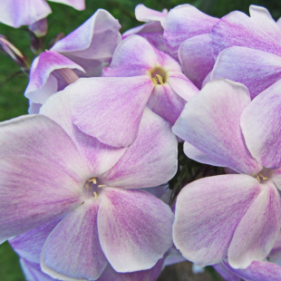 Флокс Константин Мельников