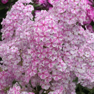 Флокс Наташа (Natasja)