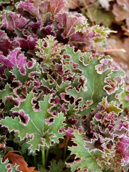 Гейхера Сашей (Sashay) купить с доставкой