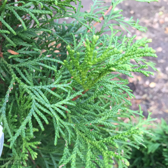 Туя Ассортимент купить с доставкой