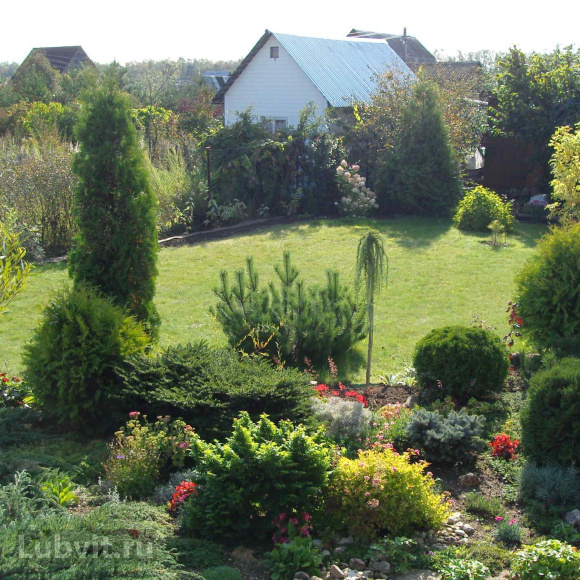 Туя Ассортимент купить с доставкой