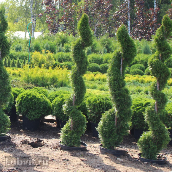 Туя Ассортимент купить с доставкой