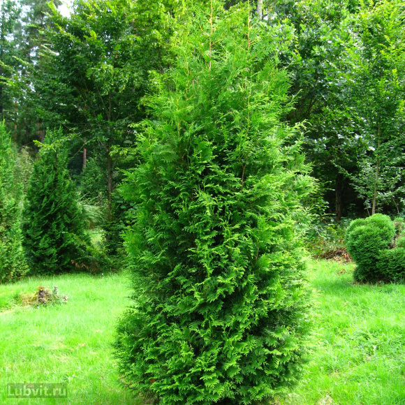 Туя Ассортимент купить с доставкой