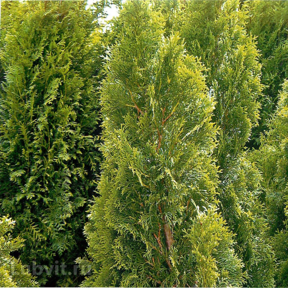 Туя Ассортимент купить с доставкой
