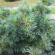 Сосна Веймутова (Pinus strobus) купить с доставкой