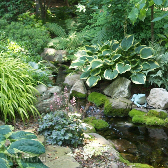 Хоста Антиох (Antioch) [L] купить с доставкой