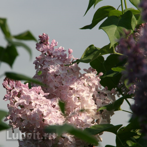 Сирень Вечерний звон купить с доставкой