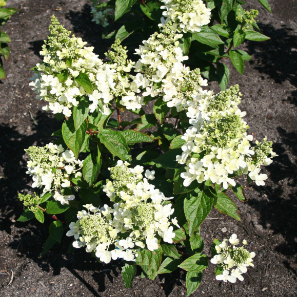 Гортензия Мэджикал Везувио (Magical Vesuvio) метельчатая купить с доставкой