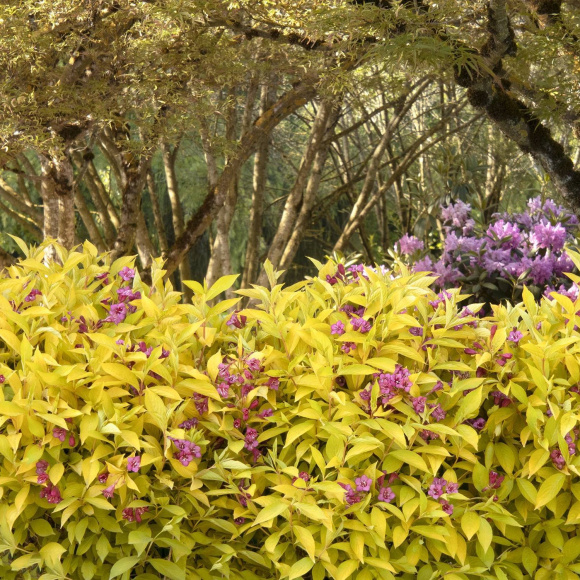 Вейгела Ассортимент купить с доставкой