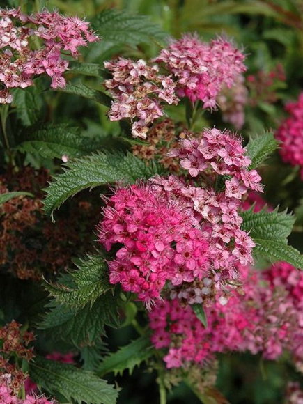 Спирея Криспа (Crispa) купить с доставкой