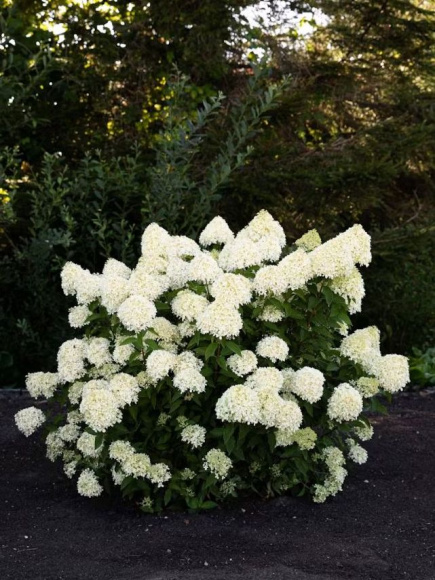 Гортензия Ливинг Коттон Крем (Living Creations Cotton Cream) метельчатая купить с доставкой