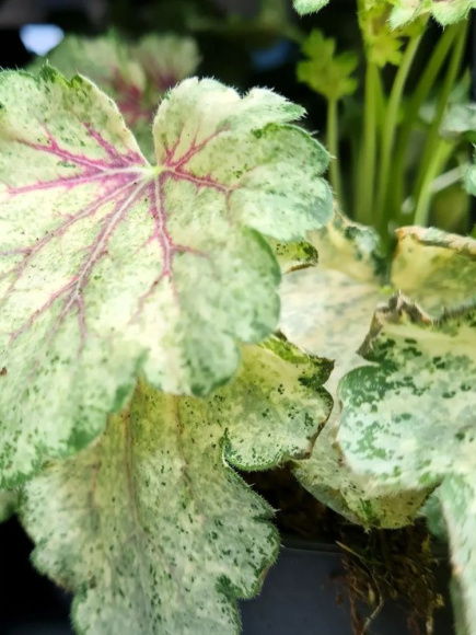 Гейхера Сноу Панки (Snowy Panky) купить с доставкой