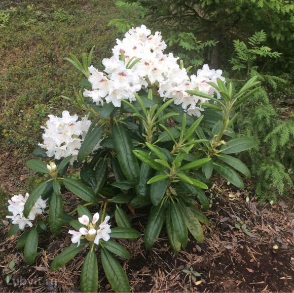 Рододендрон П.М.Эй. Тайгерстедт (P.M.A. Tigerstedt) купить с доставкой