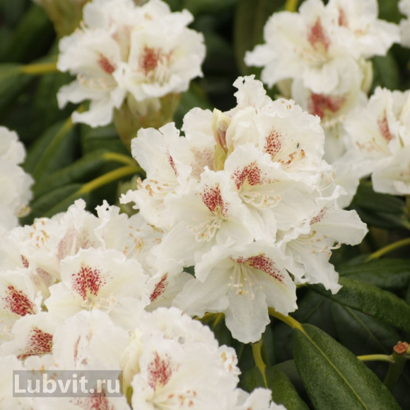 Рододендрон П.М.Эй. Тайгерстедт (P.M.A. Tigerstedt) купить с доставкой