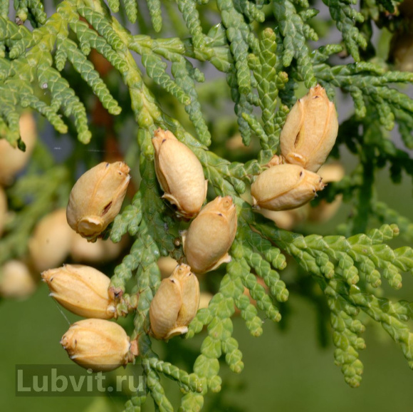 Туя Спиралис (Spiralis) купить с доставкой