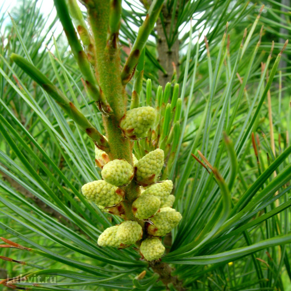 Кедр дальневосточный (Pinus koraiensis) купить с доставкой