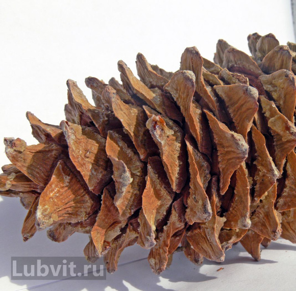 Кедр дальневосточный (Pinus koraiensis) купить с доставкой