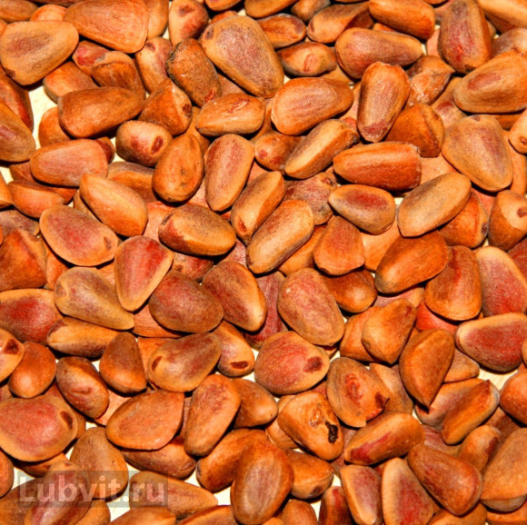 Кедр дальневосточный (Pinus koraiensis) купить с доставкой