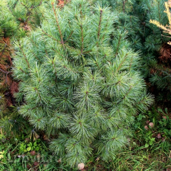Кедр дальневосточный (Pinus koraiensis) купить с доставкой