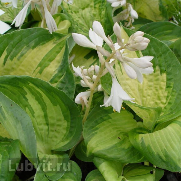 Хоста Шарман (Sharmon) [M] купить с доставкой