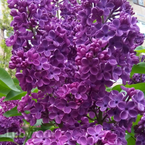 Сирень Адмирал Нахимов купить с доставкой