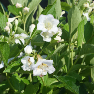 Вейгела Сноуфлейк (Snowflake)