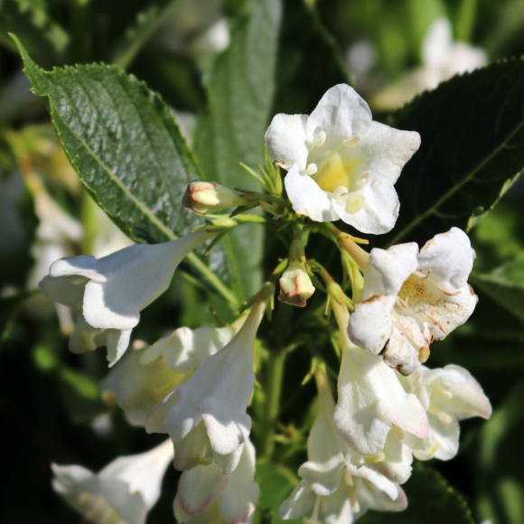 Вейгела Сноуфлейк (Snowflake) купить с доставкой