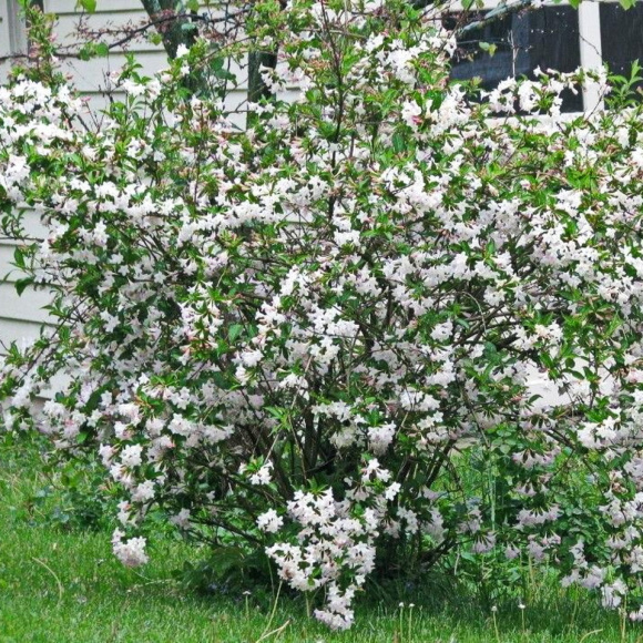 Вейгела Сноуфлейк (Snowflake) купить с доставкой