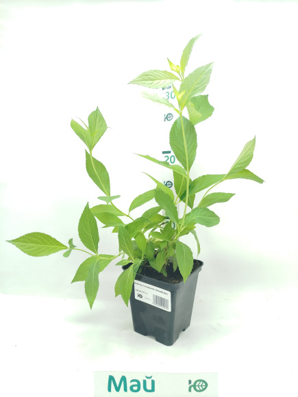 Вейгела Сноуфлейк (Snowflake) купить с доставкой