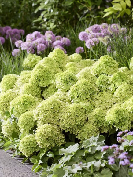 Гортензия Ливинг Литл Эпл (Living Little Apple) метельчатая купить с доставкой