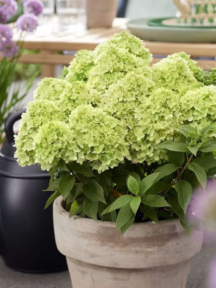 Гортензия Ливинг Литл Эпл (Living Little Apple) метельчатая купить с доставкой